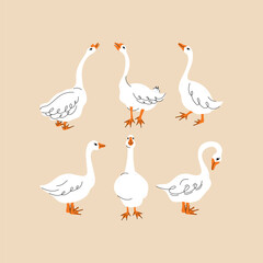 Set of geese in various poses. Cartoon vector illustration isolated on background. Farm animal design  adorable birds in different poses, funny characters