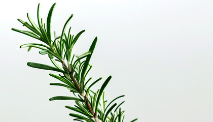 Fototapeta premium Fresh rosemary sprig against a soft white background, capturing nature's aromatic beauty