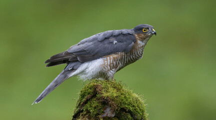 Eurasian Sparrowhawk, Dumfries and Galloway, Scotland, UK