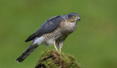 Eurasian Sparrowhawk, Dumfries and Galloway, Scotland, UK