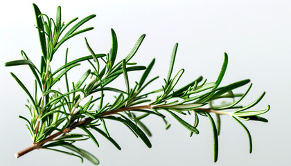 Fototapeta premium Fresh rosemary sprig against a light background showcasing vibrant green leaves