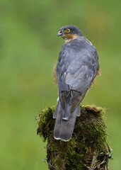 Wild Sparrowhawk, Bird of Prey, Dumfries and Galloway, Scotland