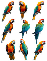 Colorful Macaw Parrot Poses Collection, Isolated on White Background, Bird, Animal, Wildlife, Tropical