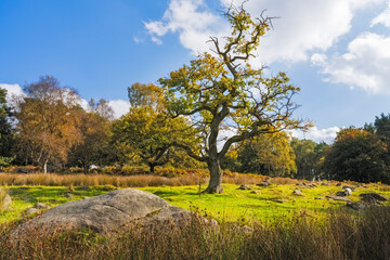 Padley Gorge Derbyshire UK. Solitary tree in a vibrant autumn meadow under a bright sky.