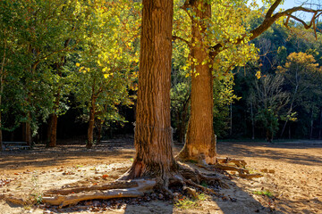 Sunlight on the trees in autumn