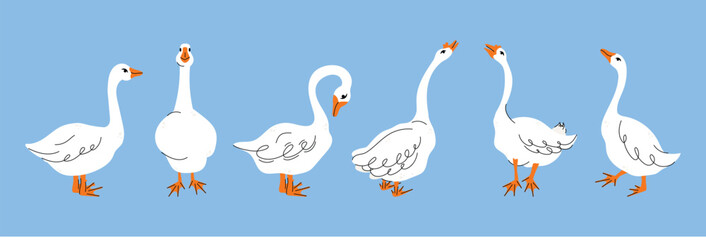 Set of geese in various poses. Cartoon vector illustration isolated on background. Farm animal design  adorable birds in different poses, funny characters © Olexandra Simkina