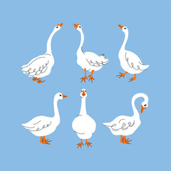 Obraz premium Set of geese in various poses. Cartoon vector illustration isolated on background. Farm animal design adorable birds in different poses, funny characters