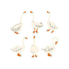 Set of geese in various poses. Cartoon vector illustration isolated on background. Farm animal design  adorable birds in different poses, funny characters