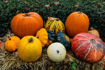 A pile of different colored pumpkins