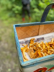mushrooms in a basket in a forest walk