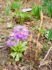Primula sieboldii and horsetail in Nagano, Japan in spring
