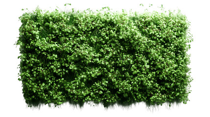 Obraz premium PNG vertical green wall with lush tropical foliage isolated on a transparent background for natural botanical decor