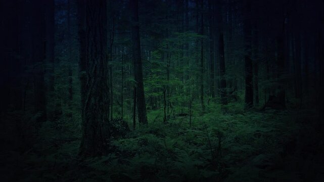 Moving Through Spooky Dark Forest
