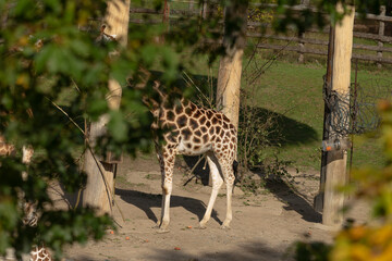 A majestic and tall giraffe stands gracefully amongst lush greenery, beautifully capturing the essence of wildlife
