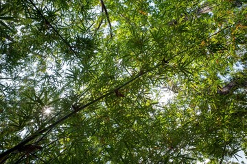 Bamboo plants (Bambusa vulgaris) with green leaves for natural wallpaper