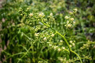 Close up of Kedondong, ambarella or june plum (Spondias dulcis) flowers, in shallow focus