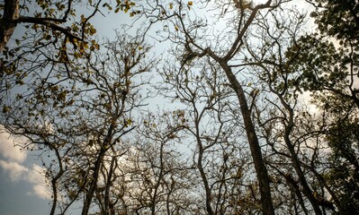 Dry teak trees canopy in the forest with blue sky  background. Natural wallpaper