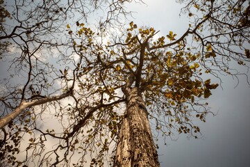 Dry teak trees canopy in the forest with blue sky  background. Natural wallpaper