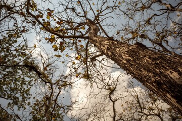 Dry teak trees canopy in the forest with blue sky  background. Natural wallpaper
