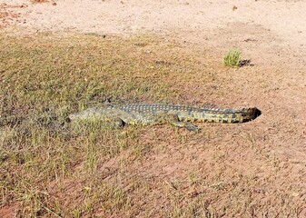 A crocodile in Chobe national park, Botswana