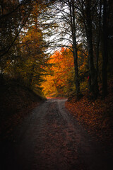 Obraz premium un sentiero delle dolomiti in autunno