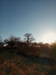 Fototapeta premium Landscape in Chobe national park, Botswana
