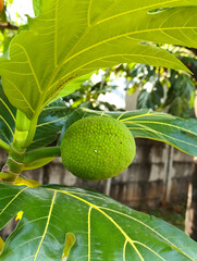Green breadfruit tree which is also known as buah sukun in Indonesian