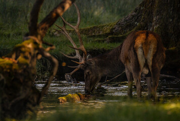 Cerf
