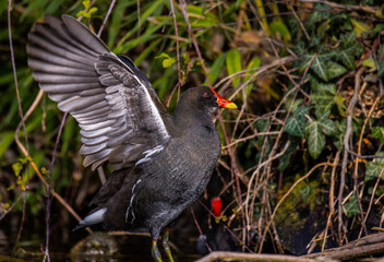 Gallinule 