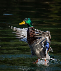 Canard colvert