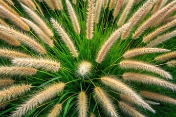 Aerial view of pennisetum grass at sunset