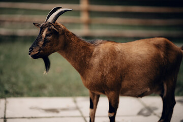 Koza goat © Emilia