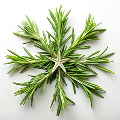 Fototapeta premium leaf isolated on white background