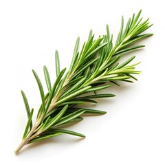 Fototapeta premium rosemary on white