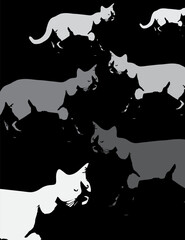 Cats white vector illustration on black background