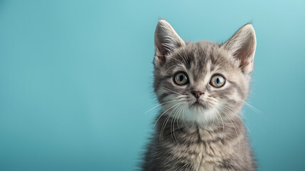 Obraz premium portrait of a cat with blue background.