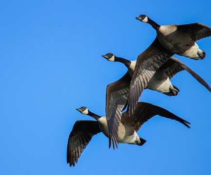 Vol d'oies bernaches