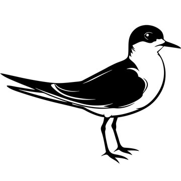 recommend clip art:  least tern on white