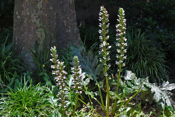 Fleurs d'Acanthe (Acanthus sp.)
