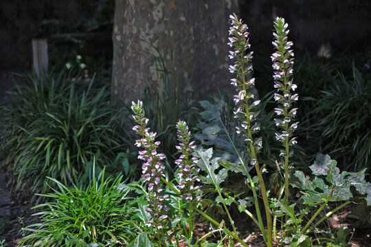 Fleurs d'Acanthe (Acanthus sp.)