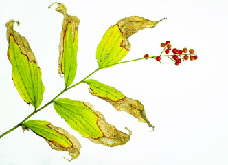 Partially decayed leaves and ripe fruit of Solomon's plume  (Smilacina racemosa) in late summer in central Virginia.