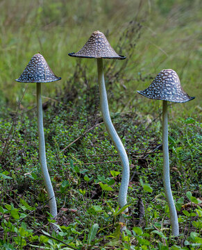 Magpie inkcap mushrooms (Coprinopsis picacea) growing in early fall in central Virginia