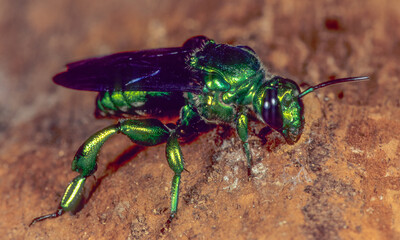 Giant metalic orchard bee (Exaerete frontalis) near Manu National Park in Peruvian Amazon. Length more than 300 mm.