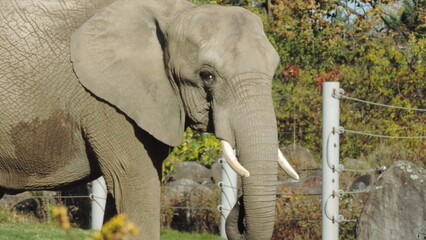 éléphants oct. 2024