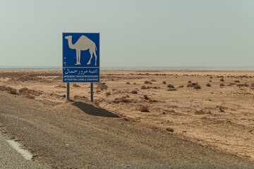 Be Careful of Camels on the Desert Road - Safety Warning for Drivers in Desert Landscape