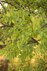 autumn leaves on the tree