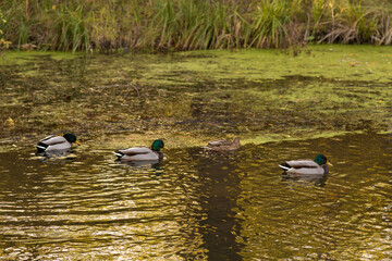 ducks on the lake