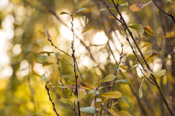 autumn leaves on the tree