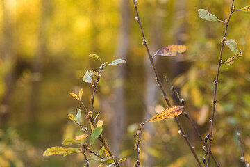 autumn leaves on the tree