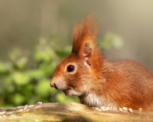 Closeup of a red squirrel which seems to smile and shows its tongue